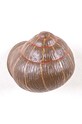 Настенная вешалка Seletti Sleeping Snail #1 14632COL коричневый AA00