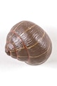 Вітальня та спальня Настінна вішалка Seletti Sleeping Snail #1 14632COL коричневий