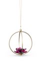 Στολίδι Swarovski Garden Tales Rose Ball Ornament