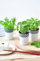 Noted set pentru cultivarea unei plante Yakumi, Mitsuba GD758EU.MITSUBA. multicolor AA00