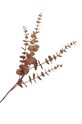 Штучні квіти House Nordic King Protea Bouquet 9501160 барвистий AA00