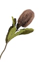 Штучні квіти House Nordic King Protea Bouquet барвистий 9501160