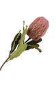 Salon i sypialnia House Nordic sztuczne kwiaty King Protea Bouquet 9501150 multicolor
