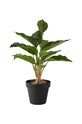 Umetna rastlina v loncu Bahne Fishbone Plant