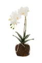 viacfarebná Umelá rastlina J-Line Orchid In Soil Unisex