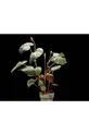Oporna palica za rastline Garden Glory Flower Stick Organic : Medenina