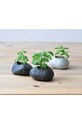 Lifestyle Noted zestaw do uprawy roślin Plants Rock - Basil GD806EU czarny