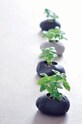 Noted zestaw do uprawy roślin Plants Rock - Basil czarny GD806EU
