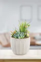 finta pianta in vaso : Ceramica, Plastica