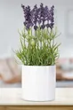 Umelá rastlina v kvetináči : Keramika, Plast