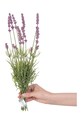 Штучні квіти Lawenda 10-pack 4251838545461 барвистий AA00