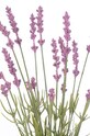 Вітальня та спальня Штучні квіти Lawenda 10-pack 4251838545461 барвистий