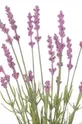 Umelé kvety Lawenda 10-pak : Umelá hmota