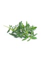 Вставка з насінням Veritable Mountain Savory VLIN.A10.Sar02C барвистий AA00