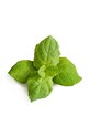 Посевной вкладыш Veritable Moroccan Mint VLIN.A10.Men056 мультиколор AA00