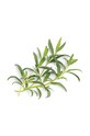 Посевной вкладыш Veritable Hyssop VLIN.O10.Hys03A мультиколор AA00