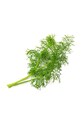 Náplň so semienkami Veritable Fennel VLIN.O10.Fen043 viacfarebná AA00