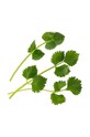 Вставка з насінням Veritable Green Anise VLIN.O10.Ani045 барвистий AA00