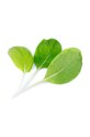 Veritable wkład nasienny Bok Choy VLIN.J10.Pok023 multicolor AA00