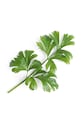 Ένθετο σπόρων Veritable Celery VLIN.J10.Cel02D πολύχρωμο AA00