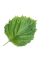 Veritable insertie de seminte Green Shiso VLIN.S5.Shi032 multicolor AA00
