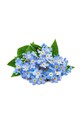 Náplň so semienkami Veritable Myosotis VLIN.F5.Myo063 viacfarebná AA00