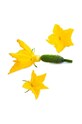 Посевной вкладыш Veritable Pickle Flower VLIN.L5.Cor061 мультиколор AA00