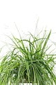 Вставка з насінням Veritable Love Grass VLIN.D5.Her068 барвистий AA00