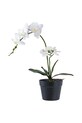 Штучна рослина в горщику House Nordic Orchid зелений 9501003