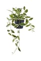 House Nordic plantă artificială în ghiveci Hoya verde 9501006