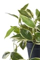 House Nordic plantă artificială în ghiveci Hoya 9501006 verde AA00