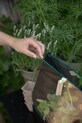 Eva Solo mini szklarnia Simply Grow Mini Greenhouse 32 x 42 x 20 cm 741010015