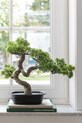 Nappali és hálószoba J-Line cserepes mű fa Podocarpus Bonsai 44012 többszínű