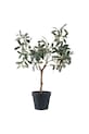 Τεχνητό φυτό σε γλάστρα House Nordic Olive Tree πράσινο 9501002