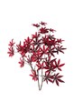 Boltze crenguta artificiala Maple burgundia 2049563