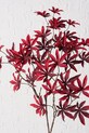 Boltze crenguta artificiala Maple 2049563 burgundia AA00