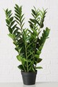Boltze sztuczna roślina w doniczce Zamioculcas 76 cm 2043808 zielony AA00