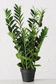 Umjetna biljka u lončanici Boltze Zamioculcas 76 cm 2043808 zelena AA00
