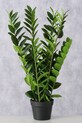Boltze sztuczna roślina w doniczce Zamioculcas 76 cm 2043808 zielony