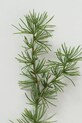 Salon i sypialnia Boltze sztuczna gałązka Pine 86 cm 2004572 zielony