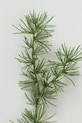 Salon i sypialnia Boltze sztuczna gałązka Pine 86 cm 2004572 zielony