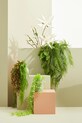Вітальня та спальня Штучна квітка Bizzotto White Aloe Chinesis 172716 білий