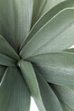 Bizzotto plantă artificială Green Ferox 172571 verde AA00