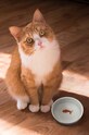 Миска для води для кота Luckies of London Goldfish барвистий SK.BOWLFISH1