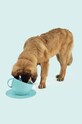 United Pets castron pentru câini Cup Dog turcoaz GV0102AQ