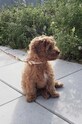 Ошейник для собаки OYOY Perry Dog Collar M Z60090 мультиколор AA00