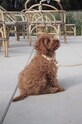 Лайфстайл Ошейник для собаки OYOY Perry Dog Collar M Z60090 мультиколор