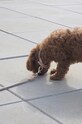Ошейник для собаки OYOY Perry Dog Collar L мультиколор Z60091