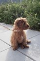 Ошейник для собаки OYOY Perry Dog Collar Extra L Z60092 мультиколор AA00