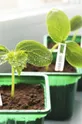 Graine Creative Набор DIY этикетки для растений Crazy Plastic Kit  Пластик